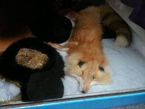 Fuchs-Stola, Humana Fuchs-Stola, Humana